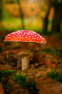 Close-up of fly agaric mushroom