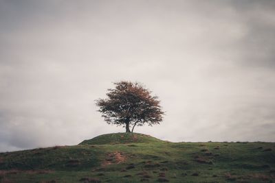 Tree on field against sky