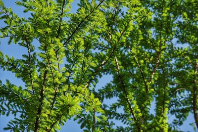 Low angle view of tree against sky