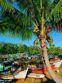 Scenic view of palm trees against sky