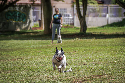 Dog running on field