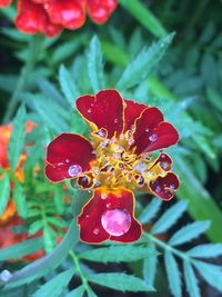 Close-up of water drops on red flower