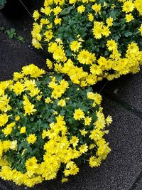 Yellow flowers