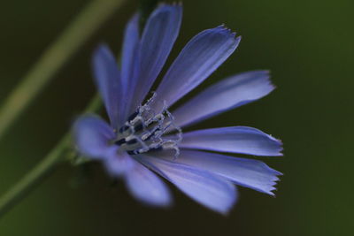 Close-up of purple flower