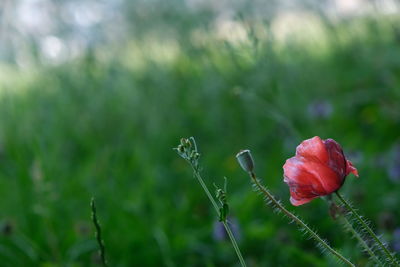 Close-up of red flowering plant