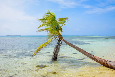 Palm tree by sea against sky