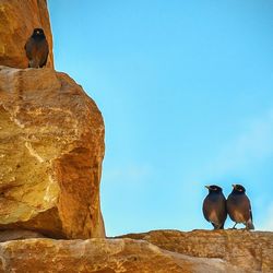 Mynas perching on rock against sky