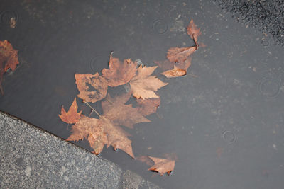 High angle view of maple leaves on street