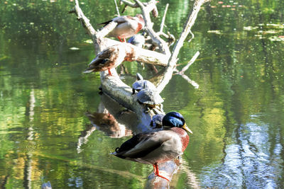 Ducks and tortoise on driftwood in lake