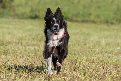 Dog running on field