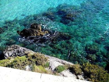 High angle view of turtle swimming in sea