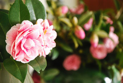 Close-up of pink flowers blooming outdoors