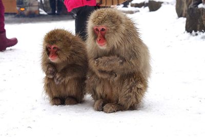 Close-up of monkeys on snow