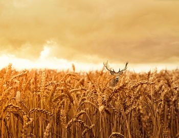 Stag amidst wheat field against cloudy sky during sunset