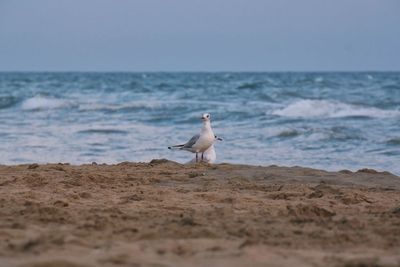 Seagull on beach