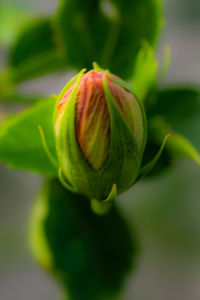 Close-up of flower bud