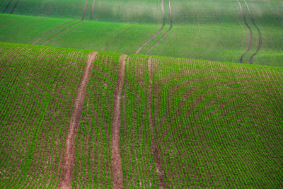 Scenic view of agricultural field