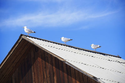 Low angle view of seagulls perching on roof against sky
