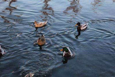 High angle view of ducks swimming in lake