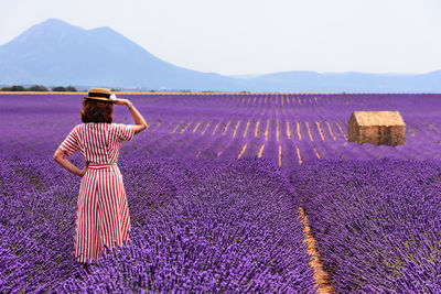 Rear view of woman standing on lavender field against clear sky