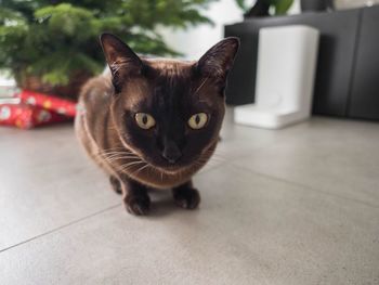 Portrait of cat on floor at home