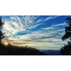 Scenic view of trees against sky