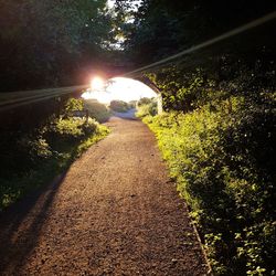 Road passing through trees