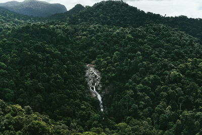 Scenic view of river amidst trees in forest