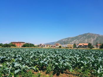 Scenic view of field against clear blue sky