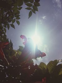 Low angle view of plants against sky