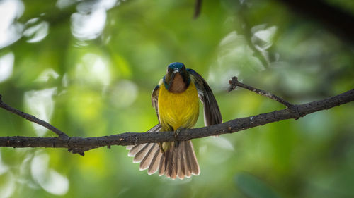 Close-up of bird perching on branch