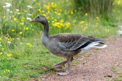 Close-up of a bird on field