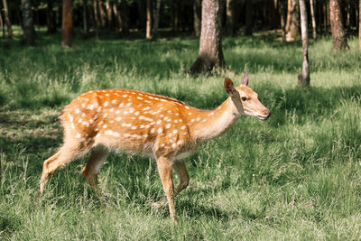 Portrait of a spotted deer in the forest