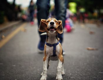 Portrait of dog on road