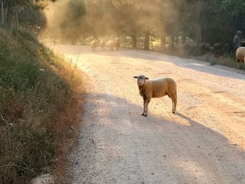 View of a dog on footpath