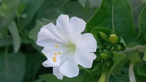 Close-up of white flowering plant