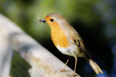 Close-up of bird perching on leaf