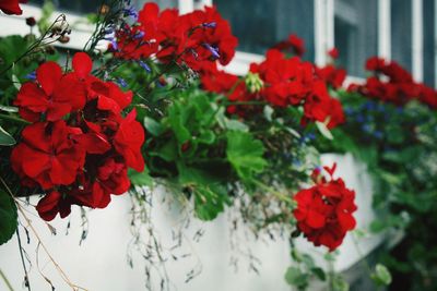 Close-up of red flowering plants