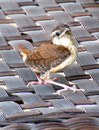 Close-up of birds perching on roof