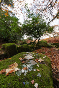 Trees and rocks in garden