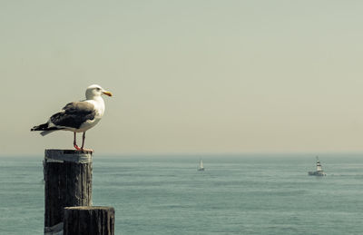 Seagull perching on wooden post in sea against clear sky