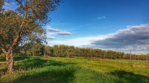 Scenic view of grassy field against cloudy sky