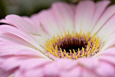 Close-up of pink flower blooming outdoors