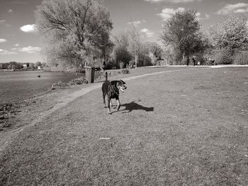 Dog on field against sky