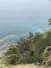 High angle view of sea and trees