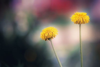 Close-up of yellow flowering plant