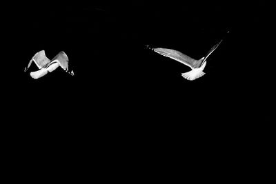 Close-up of white flying over black background