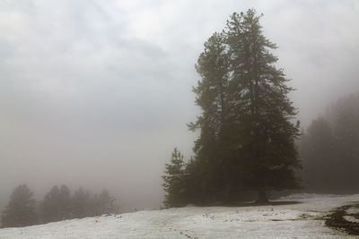 Trees in forest during winter against sky