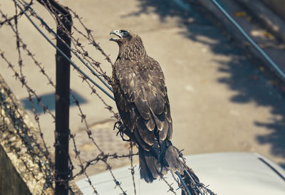 An indian black kite bird, sitting on barbed wires.