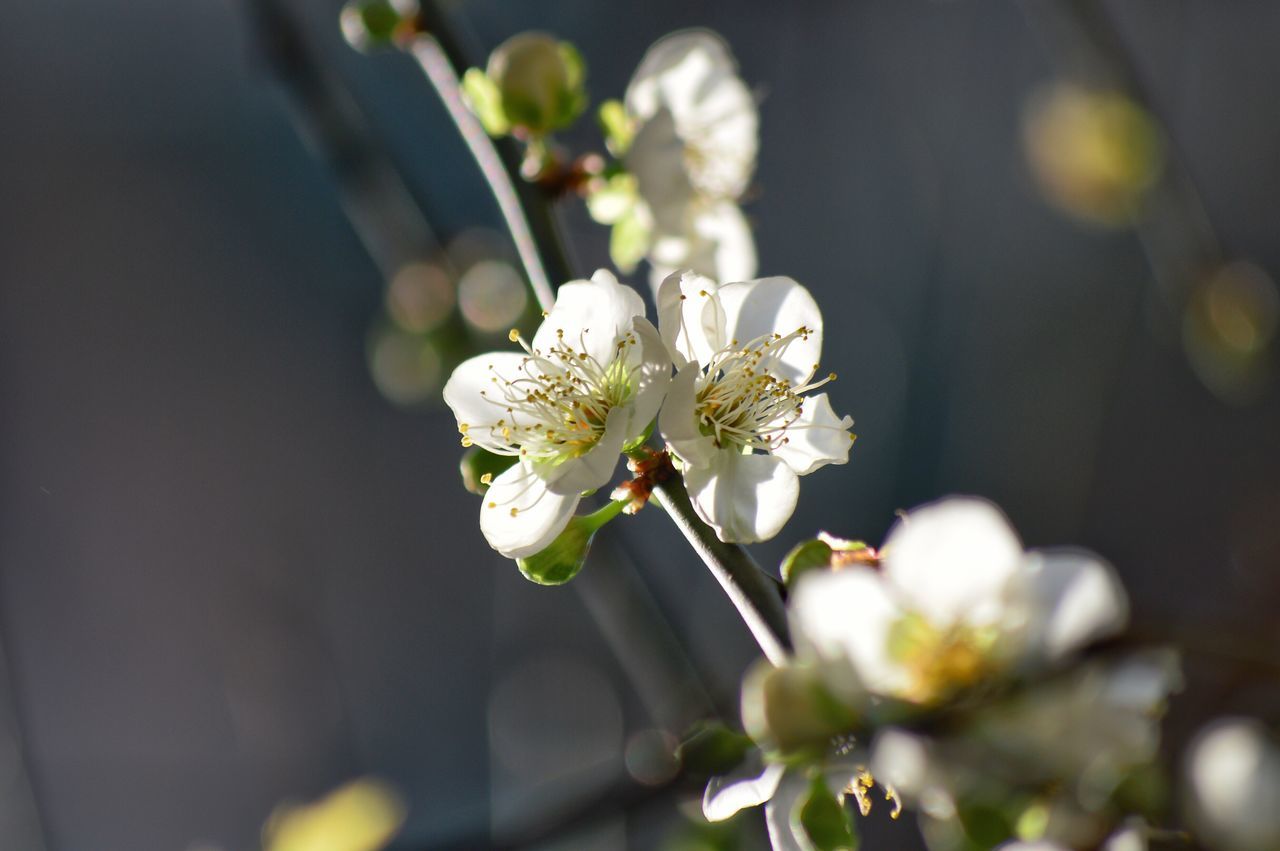 flower, fragility, freshness, close-up, beauty in nature, nature, flower head, growth, petal, blossom, no people, plant, day, outdoors, plum blossom